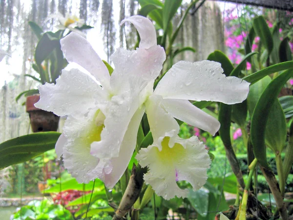 Flor Orquídea Jardín Orquídeas Pattaya Tailandia — Foto de Stock