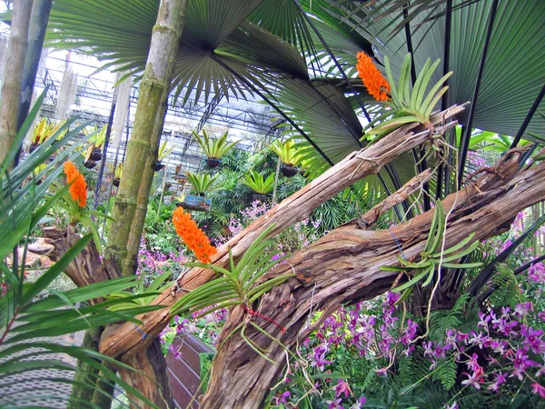 zeldzame tropische bloemen en planten in een tuin van orchideeën