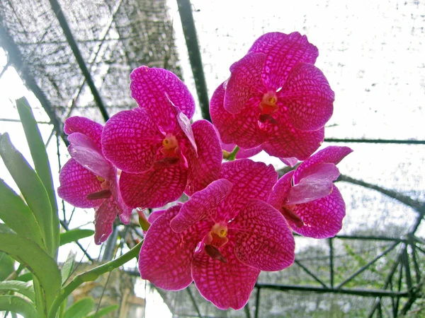 Flor Orquídea Jardín Orquídeas Pattaya Tailandia —  Fotos de Stock