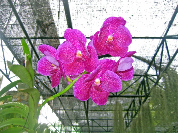 Flor de orquídea en un jardín de orquídeas, Pattaya, Tailandia —  Fotos de Stock