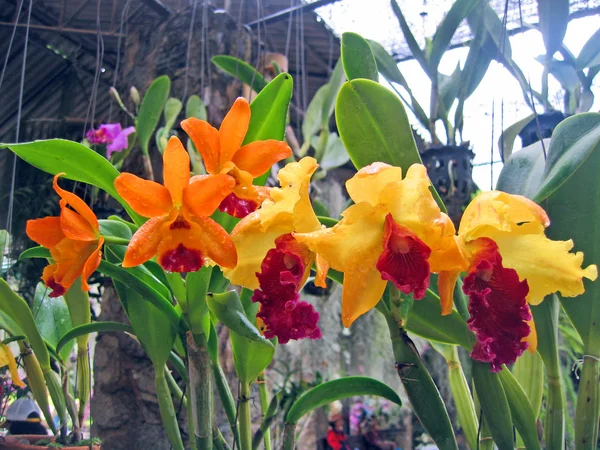 Flor de orquídea em um jardim de orquídeas, Pattaya, Tailândia — Fotografia de Stock