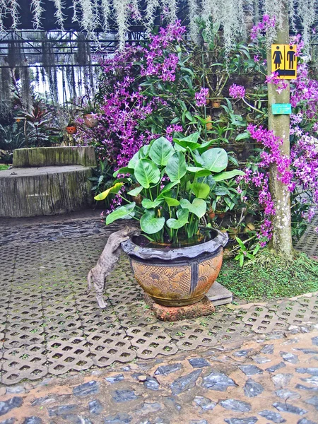 Acqua piante esotiche in un giardino di orchidee, Pattaya, Thailandia — Foto Stock
