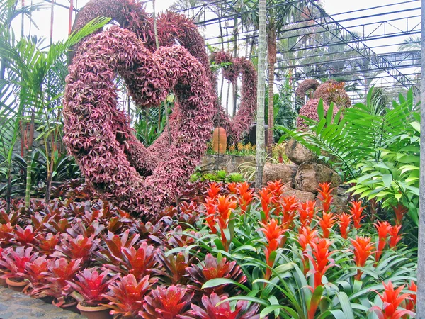 罕见的热带花卉和植物的花园的兰花 芭堤雅 — 图库照片