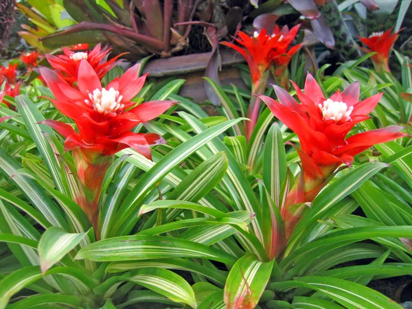 Flores y plantas tropicales raras en un jardín de orquídeas —  Fotos de Stock