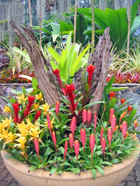 Flores y plantas tropicales raras en un jardín de orquídeas — Foto de Stock