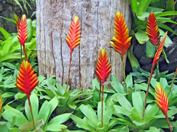 Sällsynta Tropiska Blommor Och Växter Trädgård Med Orkidéer Pattaya Thailand — Stockfoto