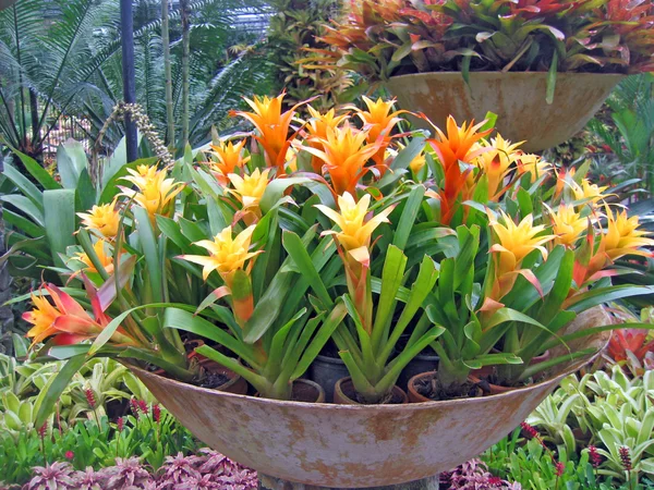 Zeldzame tropische bloemen en planten in een tuin van orchideeën — Stockfoto