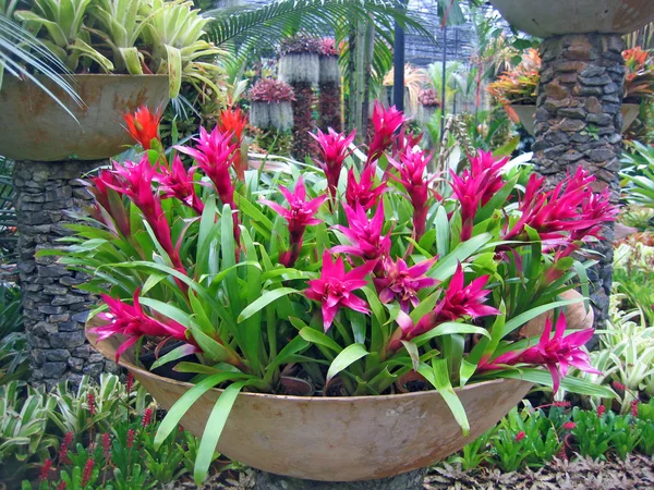 Sällsynta tropiska blommor och växter i en trädgård av orkidéer — Stockfoto