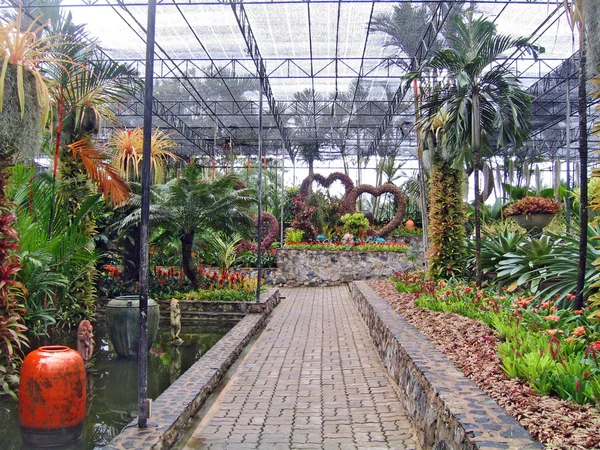 Rzadko Tropikalnych Kwiatów Roślin Ogrodzie Storczyki Pattaya Tajlandia — Zdjęcie stockowe