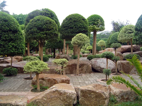 Egzotyczne drzewa w ogrodzie storczyki, pattaya, Tajlandia — Zdjęcie stockowe