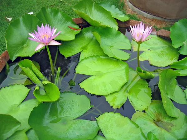 Flores Lírio Uma Lagoa Jardim Orquídeas Pattaya Tailândia — Fotografia de Stock
