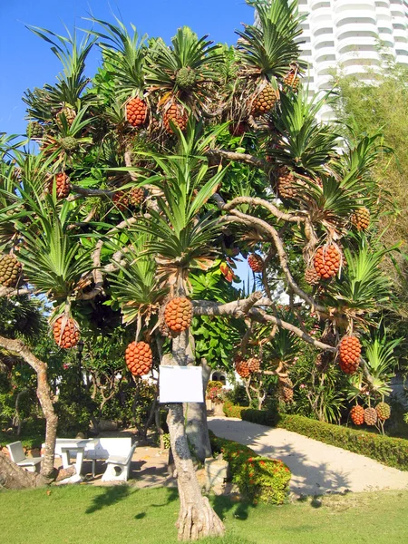 Tree Fruit City Pattaya Thailand — Stock Photo, Image