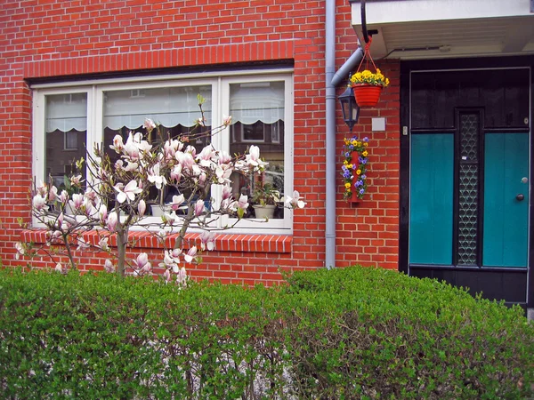 Κάτω Χώρες Καλλωπιστικά Φυτά Στο Σπίτι Στην Πόλη Του Χάρλεμ — Φωτογραφία Αρχείου