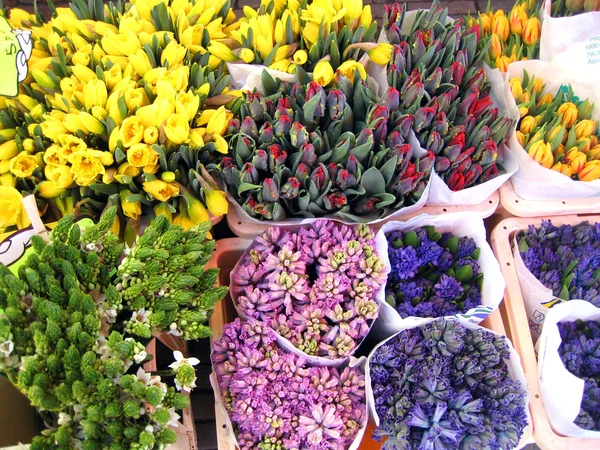 Die Niederlande Haarlem Blumen Auf Dem Markt — Stockfoto