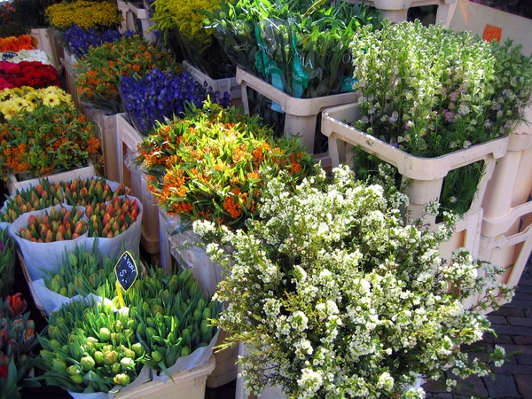 荷兰哈勒姆 在市场中的花 — 图库照片