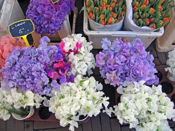 Die Niederlande, haarlem. Blumen auf dem Markt. — Stockfoto