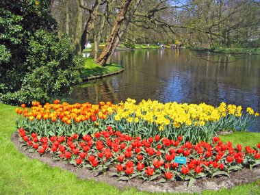 haarlem Hollanda. Botanik Bahçe, göl kıyısında çiçekler