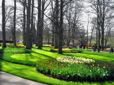 haarlem Hollanda. bir Botanik bahçesinde çiçekler