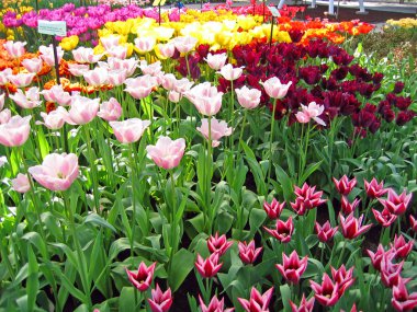 haarlem Hollanda. bir Botanik bahçesinde çiçekler