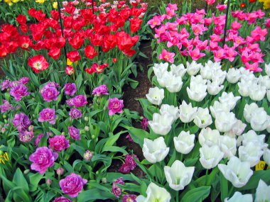 haarlem Hollanda. bir Botanik bahçesinde çiçekler