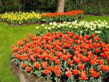 haarlem Hollanda. bir Botanik bahçesinde çiçekler