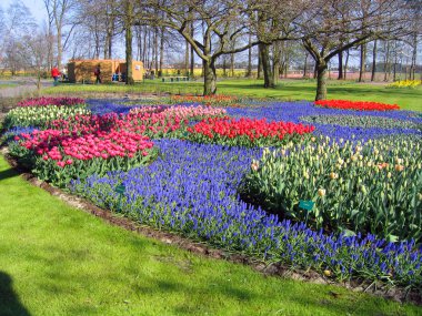 haarlem Hollanda. bir Botanik bahçesinde çiçekler