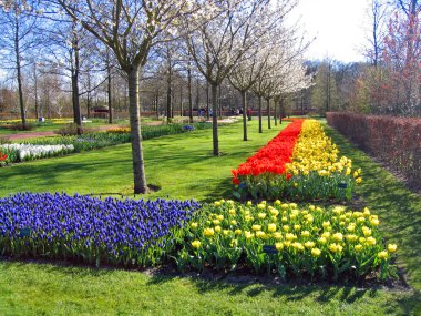 haarlem Hollanda. bir Botanik bahçesinde çiçekler