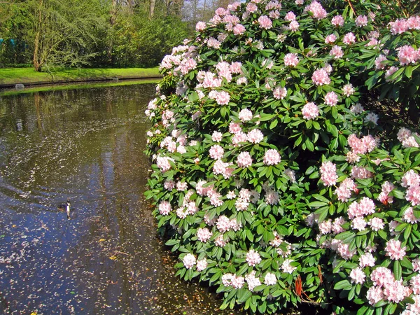Un albero in fiore sulla riva del lago in un giardino botanico — Foto Stock
