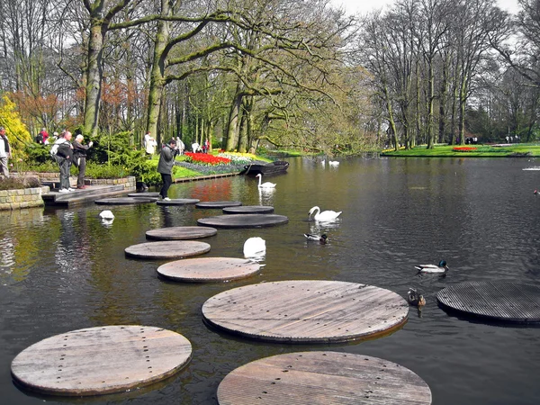 Paesi Bassi, Haarlem. Cigni sul lago in un giardino botanico — Foto Stock