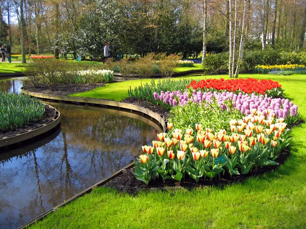 Haarlem. Flores Tulipanes en la orilla del lago en un jardín botánico —  Fotos de Stock