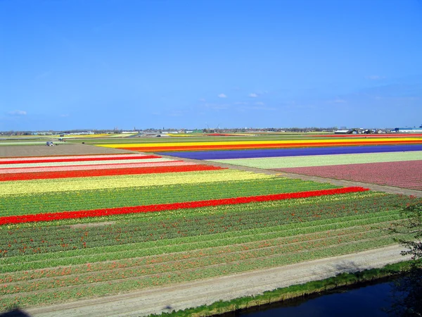 The Netherlands, Haarlem. Fields of tulips about a botanical garden. — Stock Photo, Image
