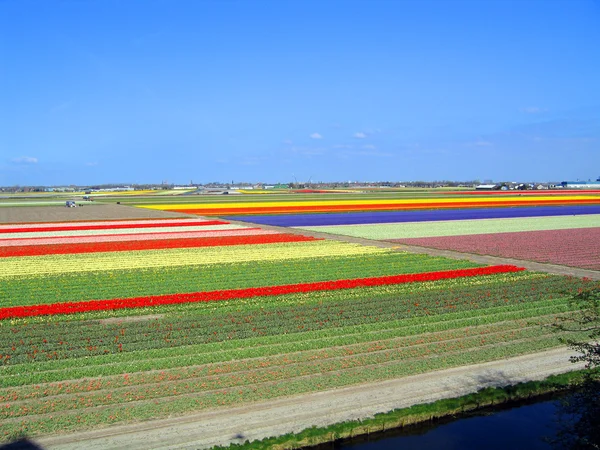 stock image The Netherlands, Haarlem. Fields of tulips about a botanical garden.