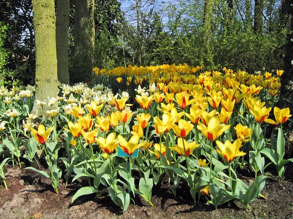 Нидерланды, Харлем. Цветы Тюльпаны в ботаническом саду — стоковое фото