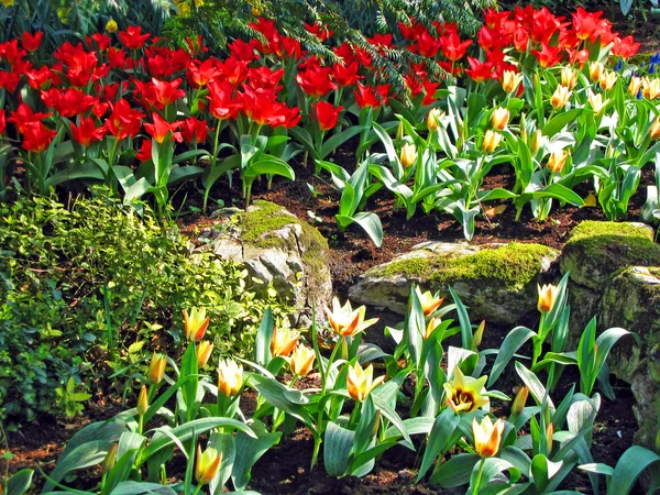 Netherlands Haarlem Flowers Tulips Botanical Garden — Stock Photo, Image