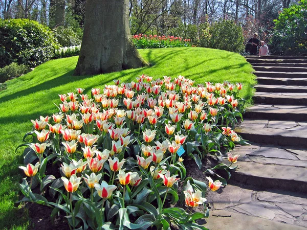 Die Niederlande Haarlem Blumen Tulpen Einem Botanischen Garten — Stockfoto