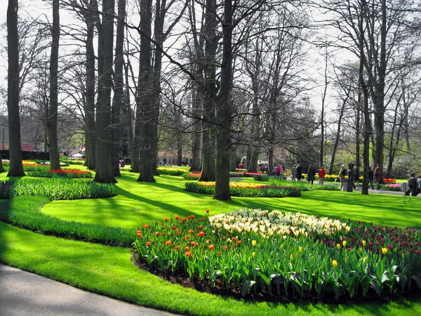 Pays-Bas, Haarlem. Fleurs Tulipes dans un jardin botanique — Photo
