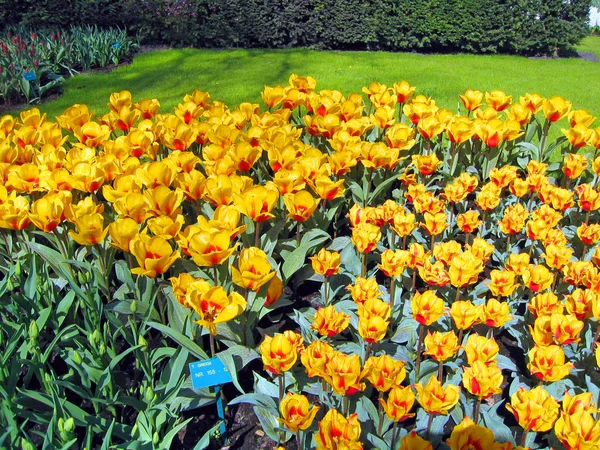 Нидерланды Харлем Цветы Тюльпаны Ботаническом Саду — стоковое фото