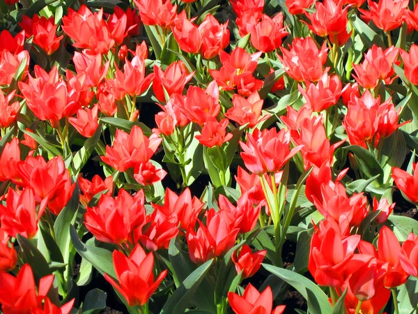 Netherlands Haarlem Flowers Tulips Botanical Garden — Stock Photo, Image