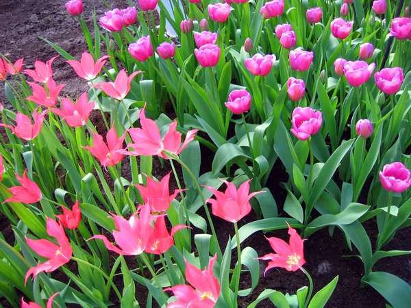 The Netherlands, Haarlem. Flowers Tulips in a botanical garden — Stock Photo, Image