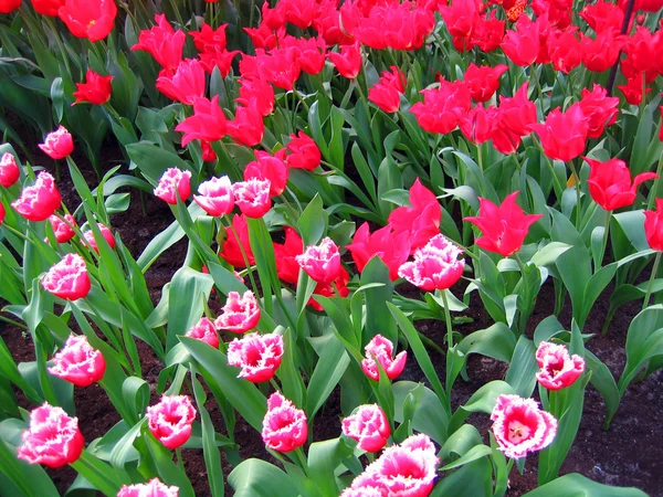 The Netherlands, Haarlem. Flowers Tulips in a botanical garden — Stock Photo, Image