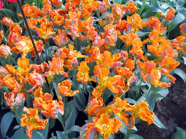 Países Bajos Haarlem Flores Tulipanes Jardín Botánico —  Fotos de Stock