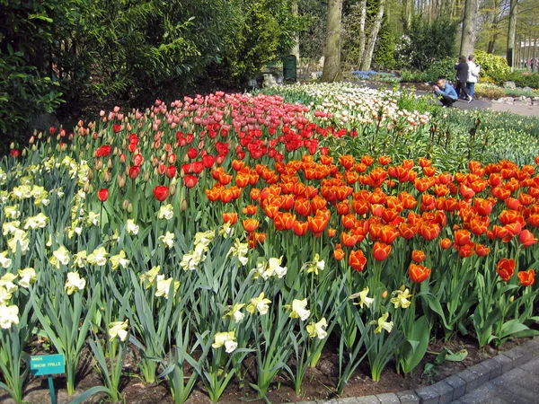 Нидерланды Харлем Цветы Тюльпаны Ботаническом Саду — стоковое фото