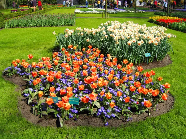 Nederländerna haarlem. blommor tulpaner i en botanisk trädgård — Stockfoto