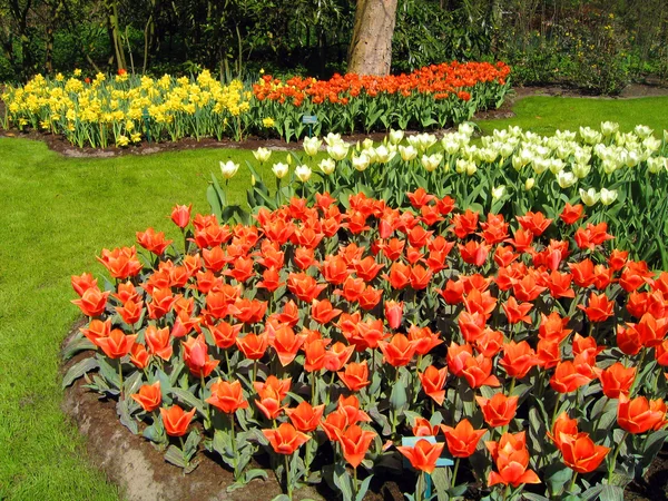 Die Niederlande Haarlem Blumen Tulpen Einem Botanischen Garten — Stockfoto