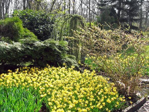 オランダ ハーレム。花ボタニカル ガーデンの建物 — ストック写真