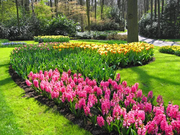 Países Bajos, Haarlem. Flores en un edificio de un jardín botánico —  Fotos de Stock