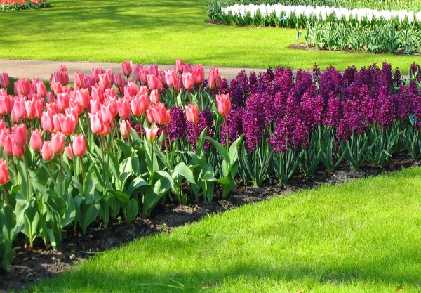 Die Niederlande, haarlem. Blumen in einem Gebäude eines botanischen Gartens — Stockfoto