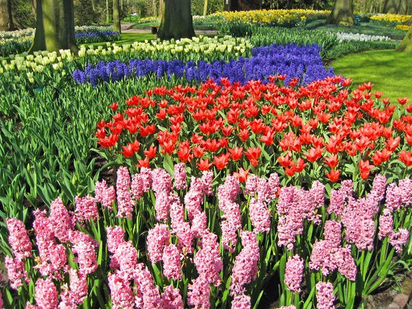 Нидерланды, Харлем. Цветы в здании ботанического сада — стоковое фото
