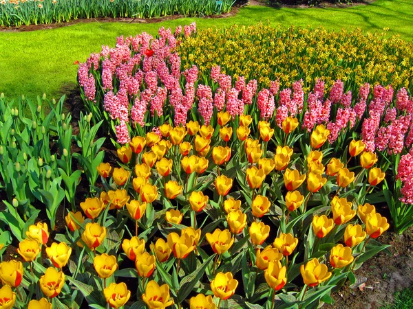 Países Baixos, Haarlem. Flores em um edifício de um jardim botânico — Fotografia de Stock