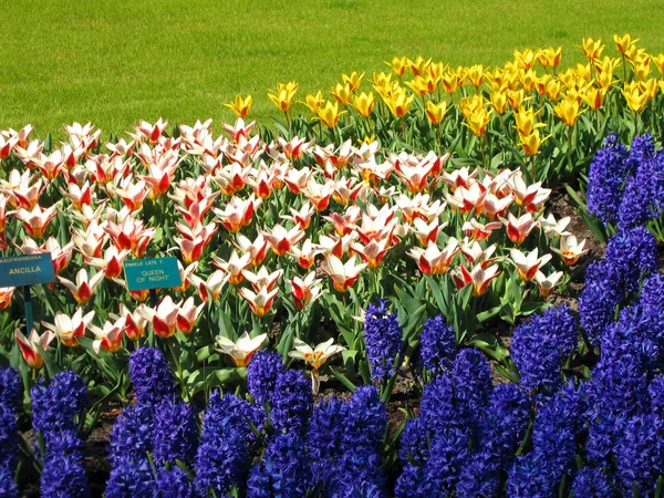 Die Niederlande Haarlem Blumen Einem Gebäude Eines Botanischen Gartens — Stockfoto